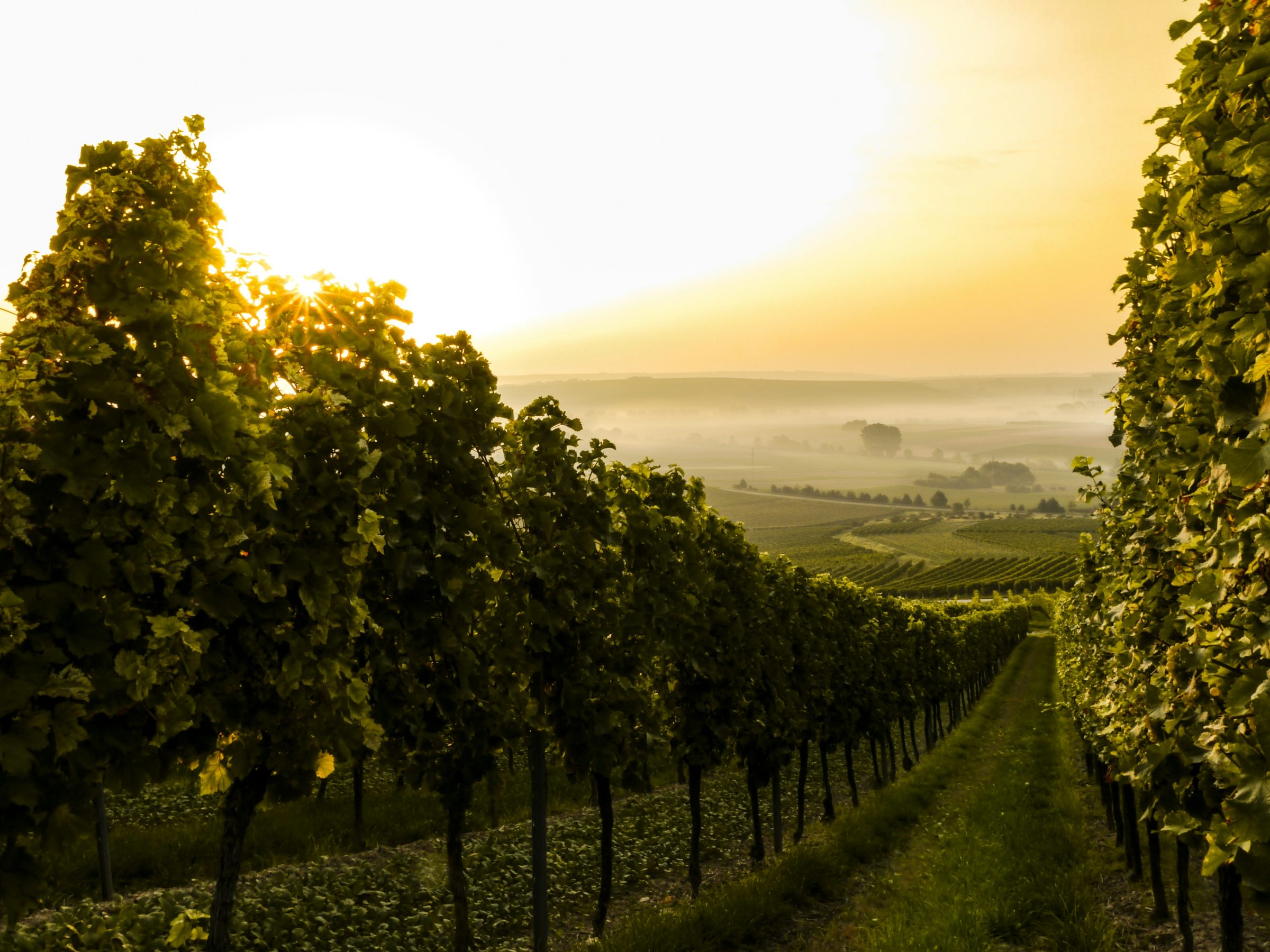 Vignes & vignerons : l'art de vivre bourguignon
