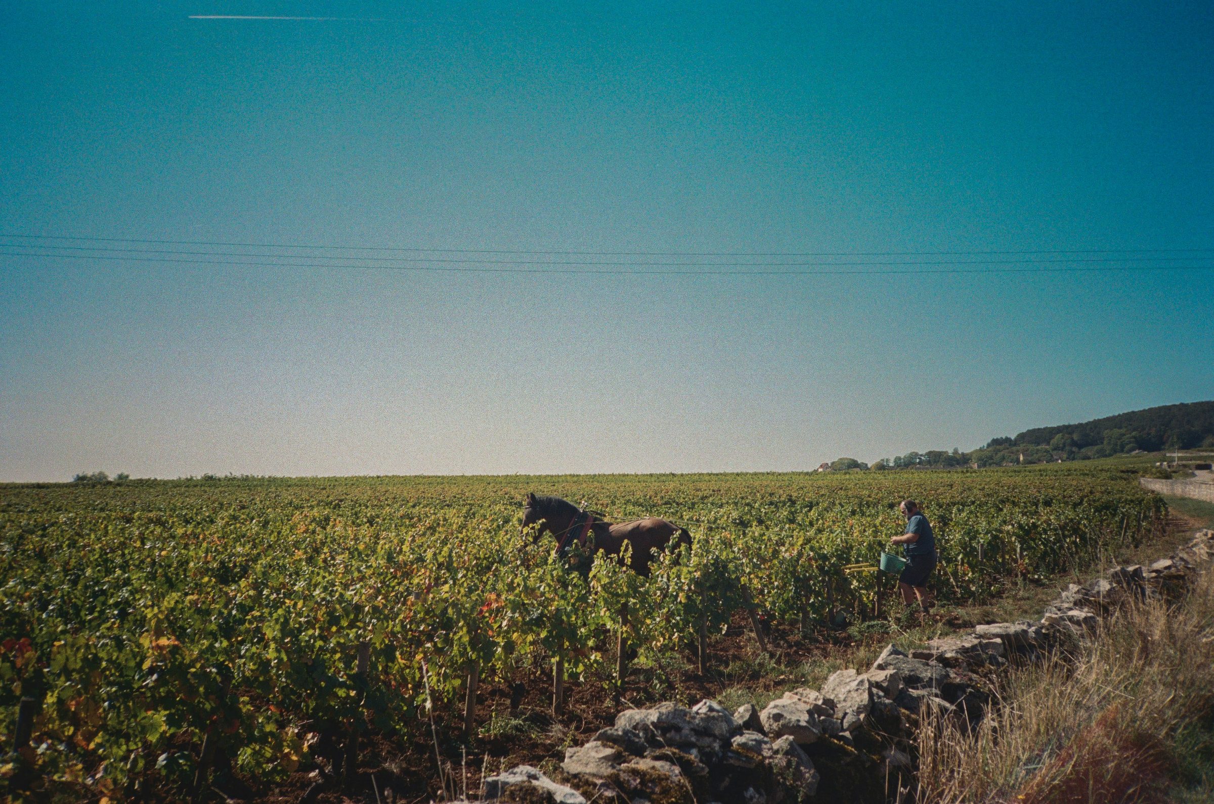 Routes des vins